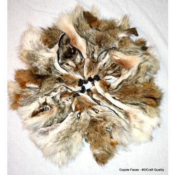 Coyote Faces - #2/craft Quality (QTY 5)