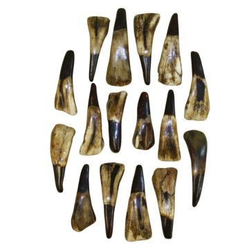 Antiqued Buffalo Teeth - (Qty 10)