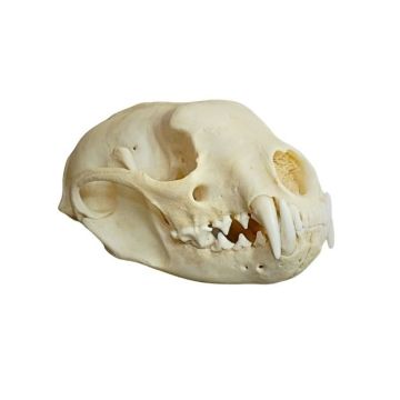 Arctic Fox Skull