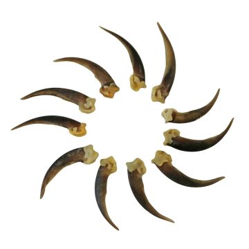 Rear Badger Claws -  (Qty 10)
