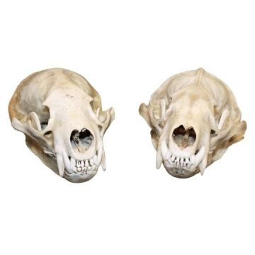Badger Skull