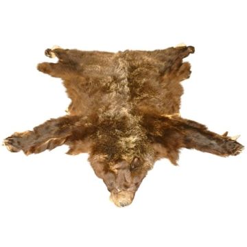 Grizzly Bear #013502