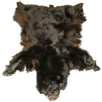 Premium Label Black Bear Hide #23652