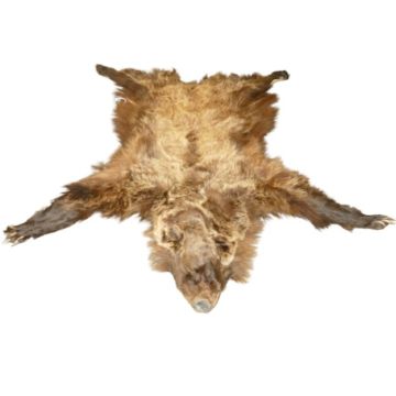 Grizzly Bear Hide #38024