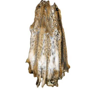 Premium Label Bobcat Pelt - Rocky Mountains