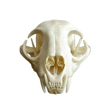 Bobcat Skull