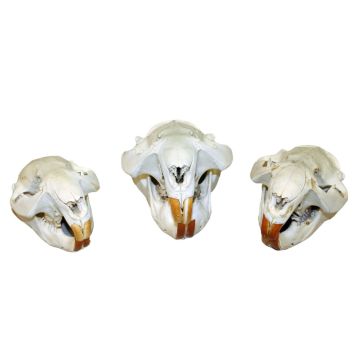 Beaver Skull