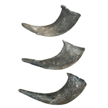 Buffalo - American Bison Horn Cap