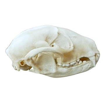 Badger Skull