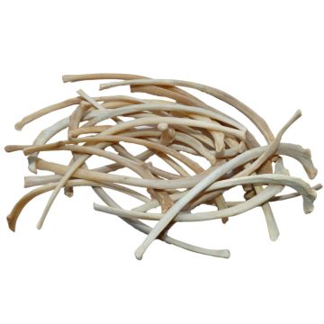 Bobcat Rib Bones (Qty 3)