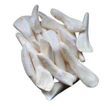 White Buffalo Teeth - (Qty 10)