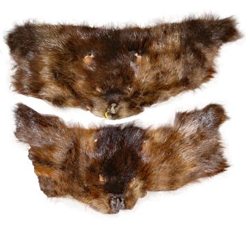 Beaver Face (Qty 2)