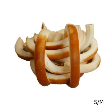 Beaver Teeth