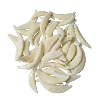 Canine Teeth-Non Drilled (Qty 10)