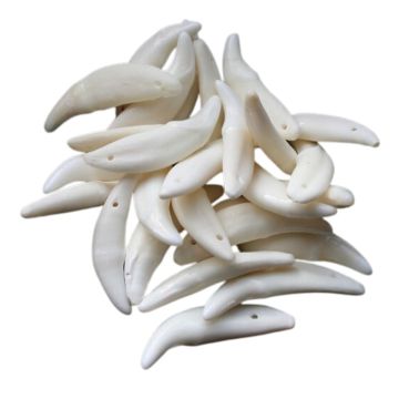 Canine Teeth - (Qty 10)
