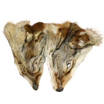 Coyote Face - #1 First Quality (QTY 2)