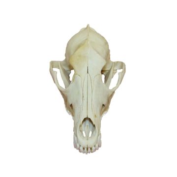 Coyote Skull