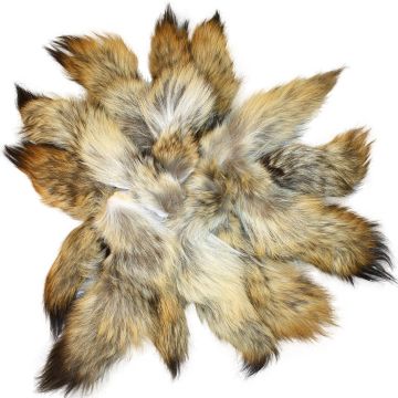 Coyote Tail