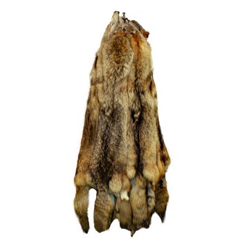 Premium Label North Eastern Coyote Pelt 