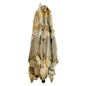 Premium Label Montana Coyote Pelt - Semi-heavy 