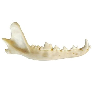 Coyote Lower Jaw Bone