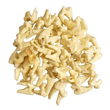 Coyote Molars - (Qty 5)