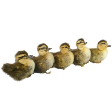 Taxidermy Duckling - Unique Two Tone Color