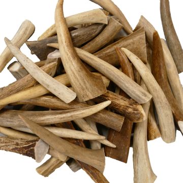 Deer Antler Tips (QTY 5) 