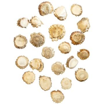 Deer Antler Burrs - (Qty 2)