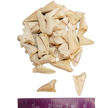 Deer Toe Bones (Qty 5)