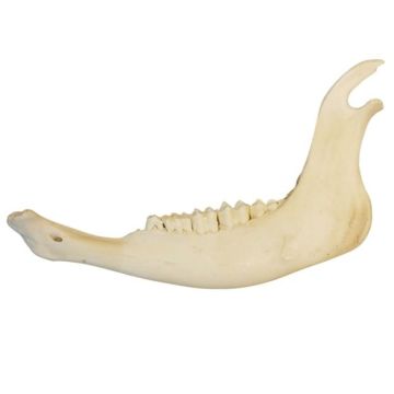 Elk Lower Jaw Bone
