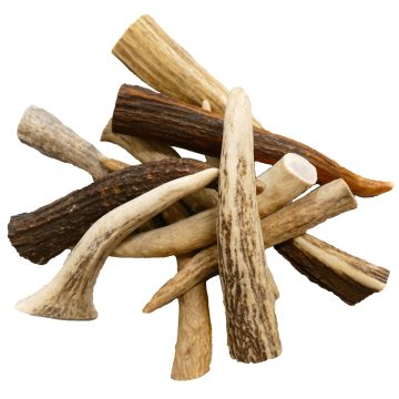 Elk Antler Tips (QTY 4) 
