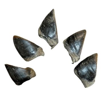 Elk Dews (Qty 5)