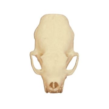 Ermine Skull