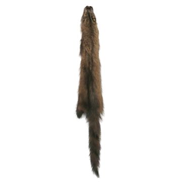 Premium Label Fisher Pelt - Female
