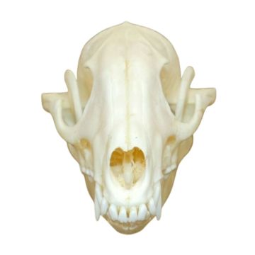 Finn Raccoon Skull