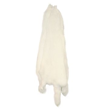 White Finn Raccoon Pelt - Saga Royal