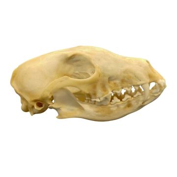 Red Fox Skull