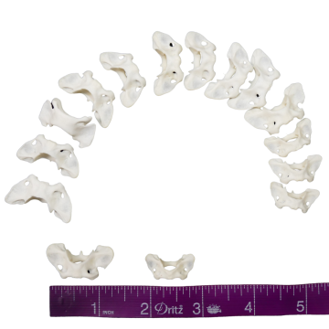 Fox Spine Pieces (QTY3)