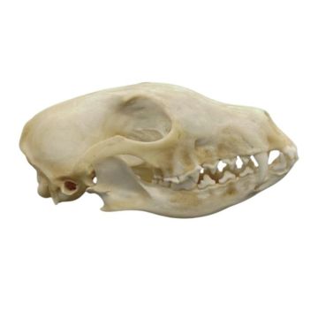 Red Fox Skull