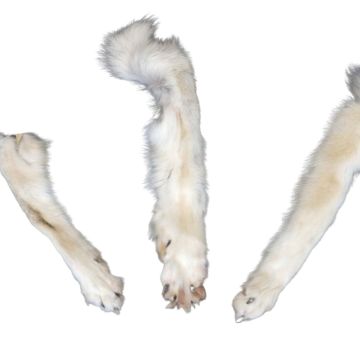 Front Wolf Paw with Claws