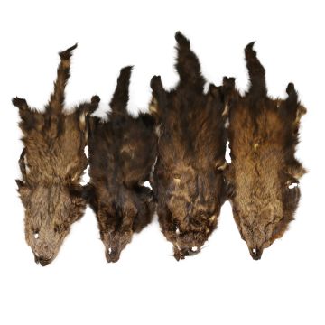 Brown / Pale Brown Fisher Pelt- #2 Quality