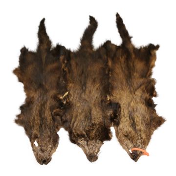 First Quality Brown To Pale Brown Fisher Pelt - Male