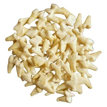 Fox Molars - (QTY 5)