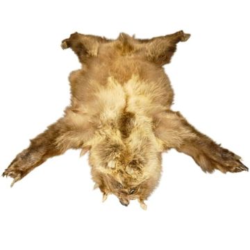 Alaskan Grizzly Bear Hide #19004