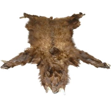 Alaskan Grizzly Bear Hide #39024