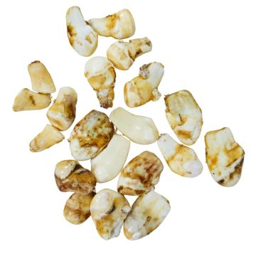 Elk Ivories/Teeth 