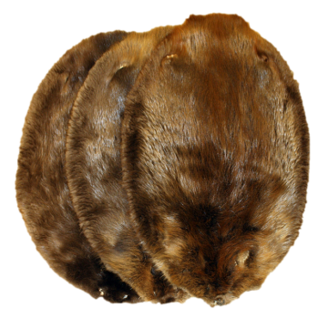 Beaver Pelt - Western 
