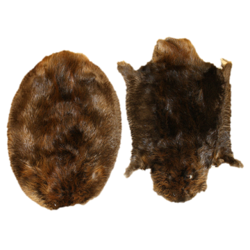  Beaver Pelt - Northern