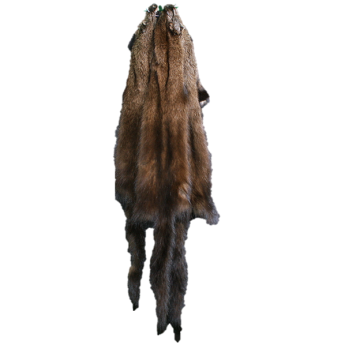 Fisher Pelt - Male